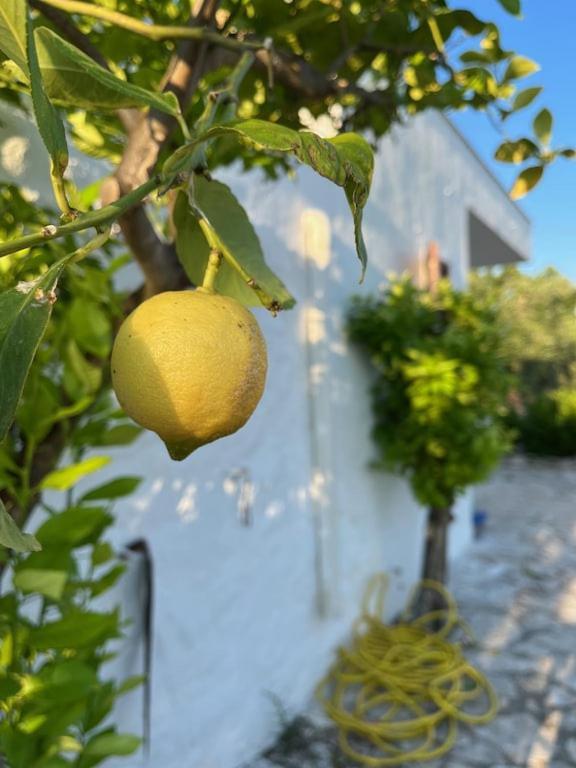 Casa Giuliveto - Charmantes Ferienhaus Mit Privatpool In Olivenhain Ostuni Eksteriør billede
